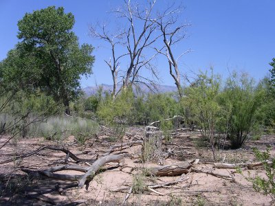 [Tree pieces with whitened bark on the ground somewhat devoid of green vegitation.]